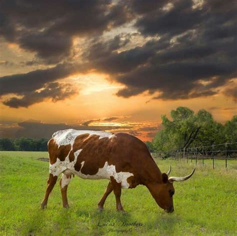 Pin by Tracey L on Art Inspirations | Cow pictures, Texas sunset, Texas hill country