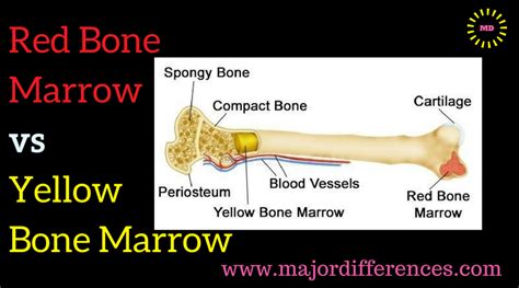 Difference between Red bone marrow and Yellow bone marrow - MD