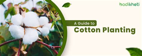 Cotton Farming Made Easy: How to Plant Cotton Seeds and Grow a Profitable Crop - badikheti