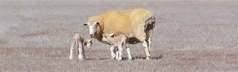 Early weaning | Winter 2019 | Sheep Notes newsletter | Newsletters | Support and resources ...