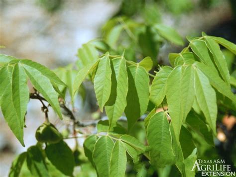 Plants of Texas Rangelands » Mexican buckeye