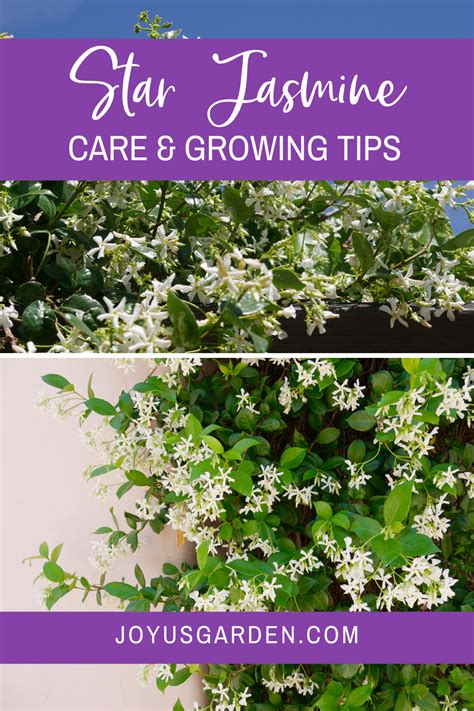 Star Jasmine Care and Growing Tips (Complete Guide) | Star jasmine ...