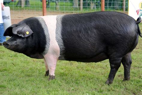 About the rare breeds – The Great British Rare Breed Pig Company Ltd.