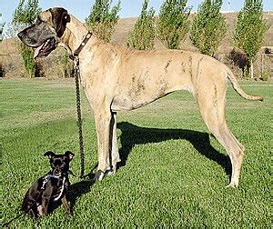 Dog breed - Wikipedia