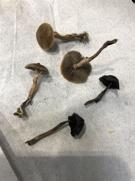 Psilocybe stuntzii in April 2020 by brtdvs. Growing in sedum from DLT plants · iNaturalist