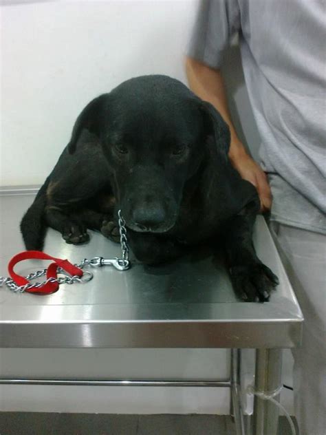 Medical And Neutering Subsidy For Blackie, TVT Dog (Lai Mei Kueen & Eng Geok Bee’s) | AnimalCare ...