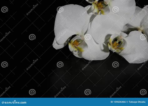 White Orchid in a Black Background Stock Photo - Image of tropical, black: 159636466