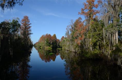 Ohio Birds and Biodiversity: Some Okefenokee scenics