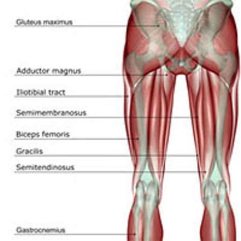 7 best Hamstring injury images on Pinterest | Excercise, Exercise and ...