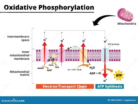 Oxidative Phosphorylation Process. Electron Transport Chain Stock Vector - Illustration of ...