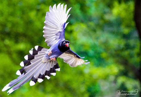 Formosan Blue Magpie by Wave Wind / 500px