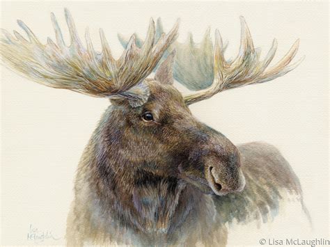 Paintings: Bull Moose by Lisa McLaughlin