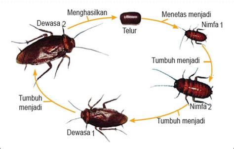 Pengertian Metamorfosis Tidak Sempurna : Ciri, Tahapan dan Contohnya