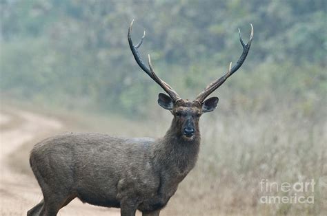 Sambar Deer, India Photograph by William H. Mullins - Pixels