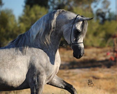 Horse Breeding: The Different Types of Horse Breeds | Horse Breeding