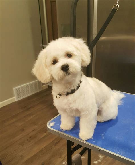 Maltipoo haircuts before after photos of grooming styles – Artofit