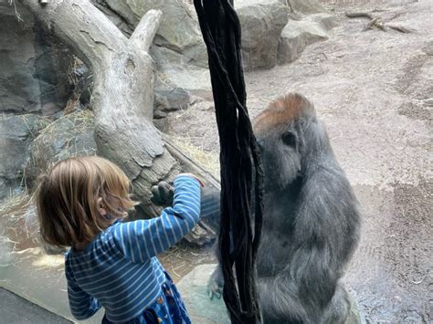 Robin's Amazing Visit With A Gorilla At The Bronx Zoo Today. Bring Tissues. - Bedlam Farm