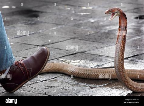 Attacking snake hi-res stock photography and images - Alamy