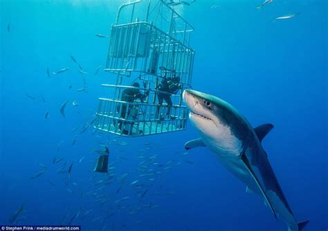 Florida diver Stephen Frink may have found the world's largest great white shark | Daily Mail Online