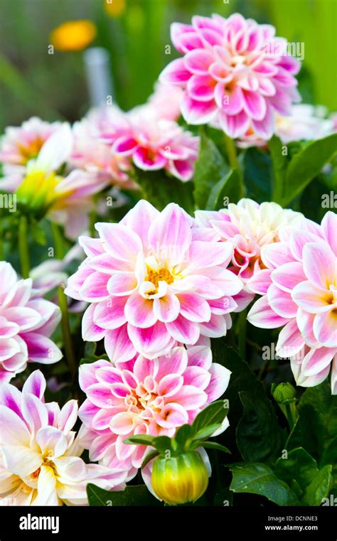 Pink dahlia in the garden Stock Photo - Alamy