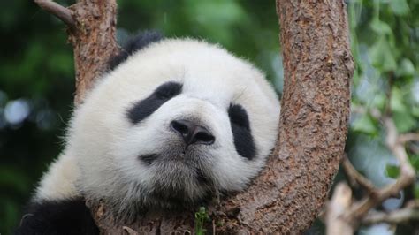 Wallpaper Panda sleeping in tree 2880x1800 Picture, Image