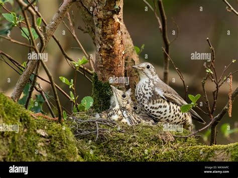 An adult mistle thrush family on a nest Stock Photo - Alamy