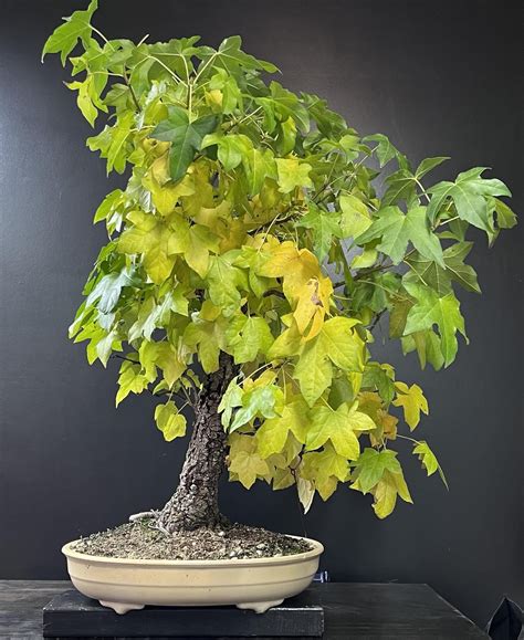 American Sweetgum fall color : r/Bonsai