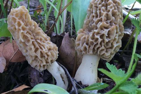 Morchella esculenta and associated species, aka Morel - Larder ...