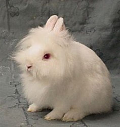 Lionhead Bunny Rabbits - All About these Cute and Unusual Bunnies | HubPages