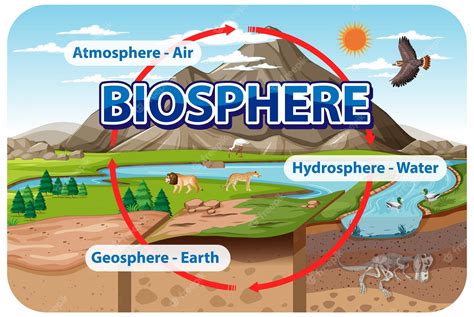 Premium Vector | Biosphere ecology infographic for learning