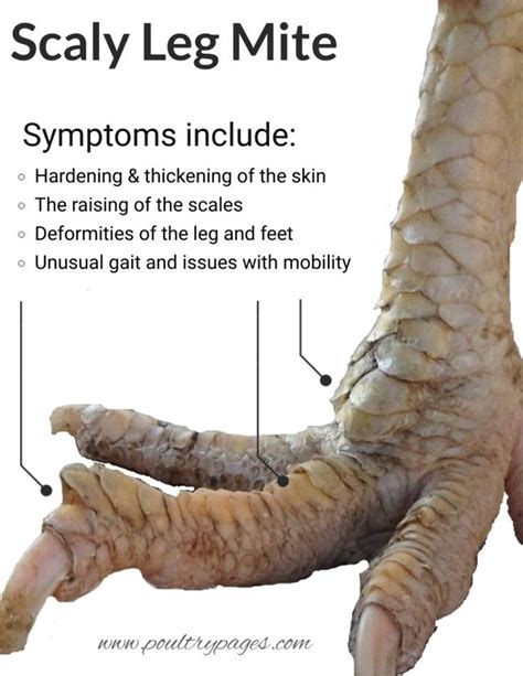 Scaly Leg Mites in Chickens - 'How to Identify & Treat' with Photos - | Chicken barn, Pet ...