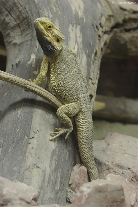 Eastern Bearded Dragon (Pogona barbata) - ZooChat