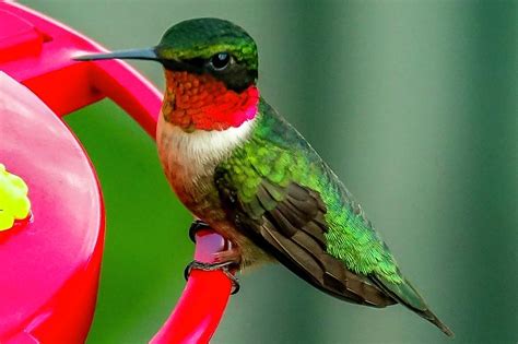 Ruby-throated Hummingbird at Feeder Photograph by Ronald Dickey