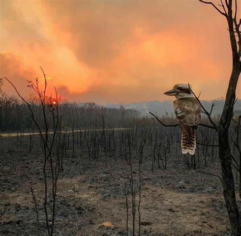 In Australia after a fire. : r/pics