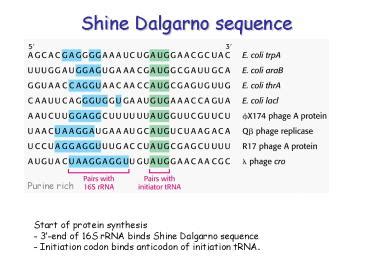 PPT – Shine Dalgarno sequence PowerPoint presentation | free to view - id: 19e8e2-ZDc1Z