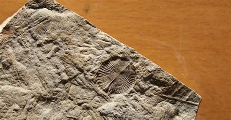 Recreation of Ediacaran ‘death masks’ offers chemical explanation for fossils’ formation | Flipboard