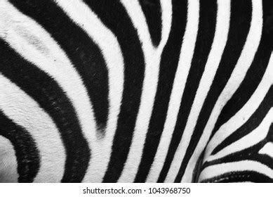 Zebra Skin Pattern Stock Photo 1043968750 | Shutterstock