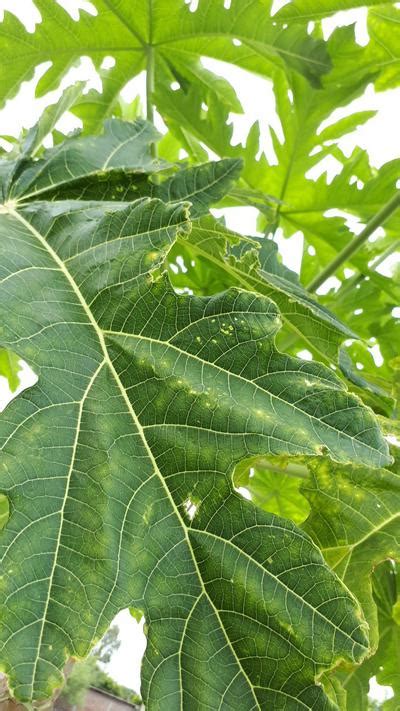 Papaya Brown Spot | Pests & Diseases