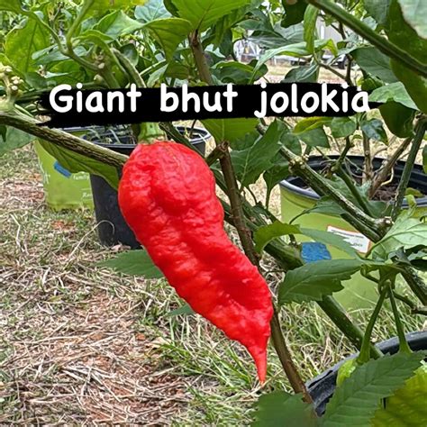 Giant Bhut Jolokia Seeds – Lonestar Mastiffs Farms