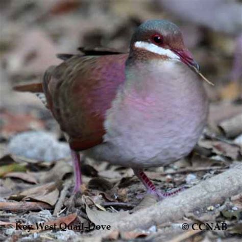 Key West Quail-Dove | Birds of Cuba | Cuban Birds