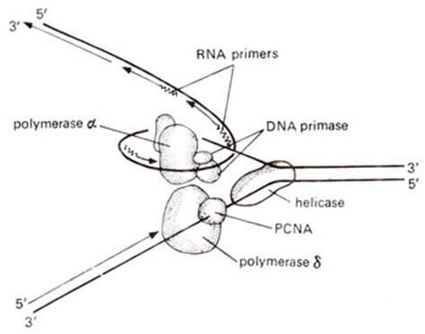 Different steps involved in eukaryotic DNA replication