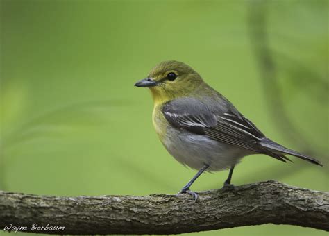 Join a Bird Walk and Learn About Birds and Bird Identification - Sigloxxi