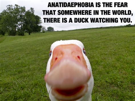 Memedroid - "Anatidaephobia, the fear of ducks lookin..." by shaniqua