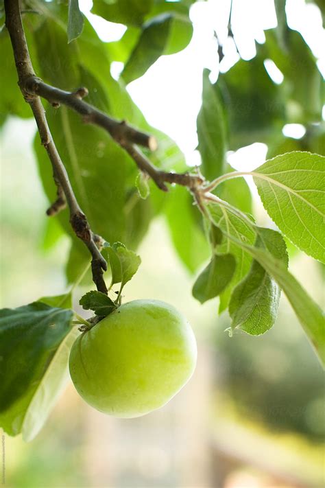 "Green Apples Growing In Orchard" by Stocksy Contributor "Sara ...