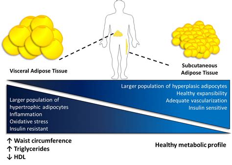 Nutrients | Free Full-Text | White Adipose Tissue Dysfunction ...