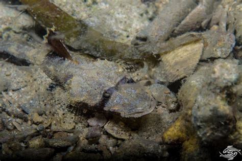 Crocodilefish- Facts Photographs and Video | Seaunseen