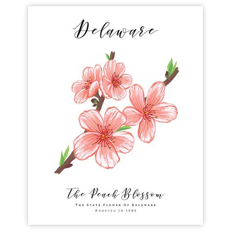 Delaware State Flower | Downloadable Art Print | Boelter Design Co.