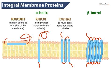 Integral Membrane Proteins - Definition, Examples, and Functions