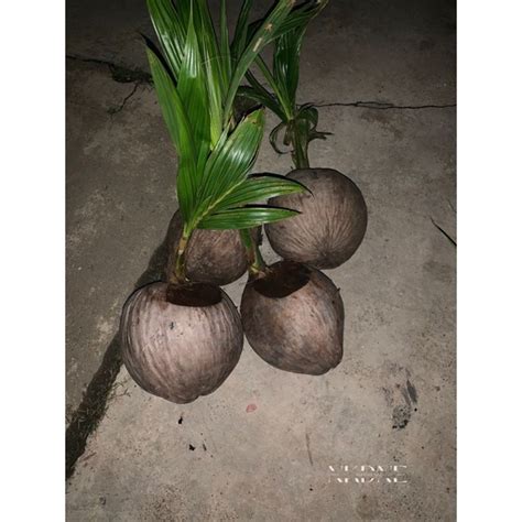 Anak Pokok Kelapa Tacunan | Shopee Malaysia