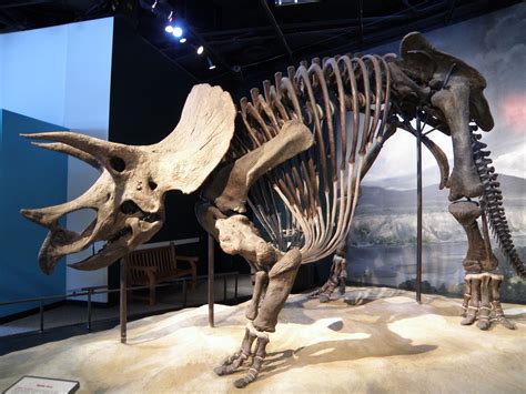 Triceratops Skeleton on display at the Science Museum of Minnesota. It's as large as a full ...